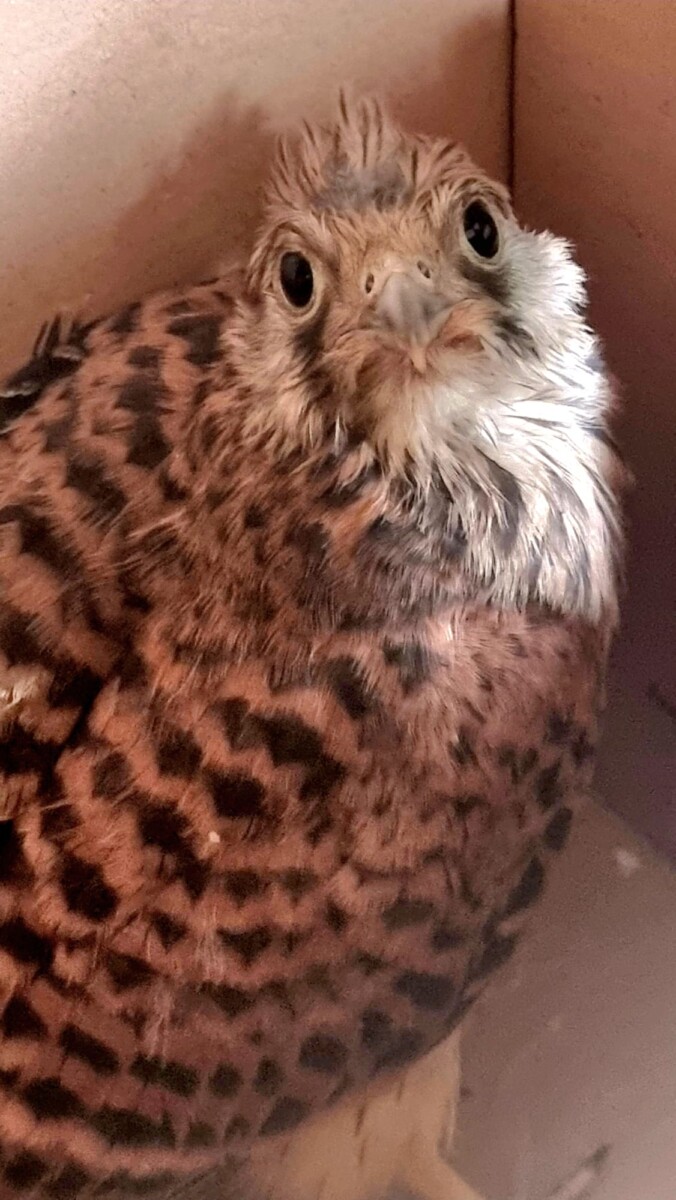 Cernícalo rescatado Valencia